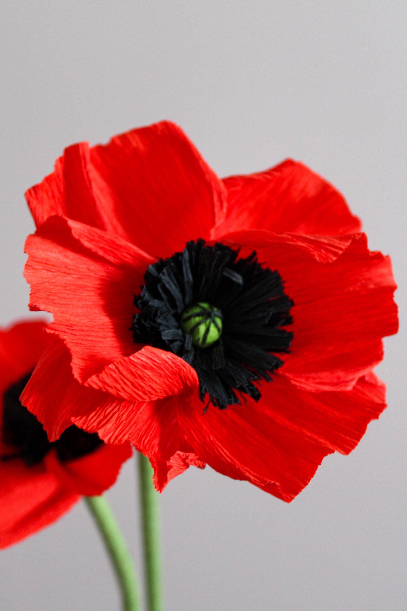 Zoom sur le cœur d’un coquelicot, avec un autre dans le fond. L’arrière plan est gris taupe.