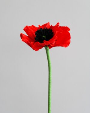 Fleurs et Feuillages en Papier Coquelicot en papier sur un fond gris taupe.