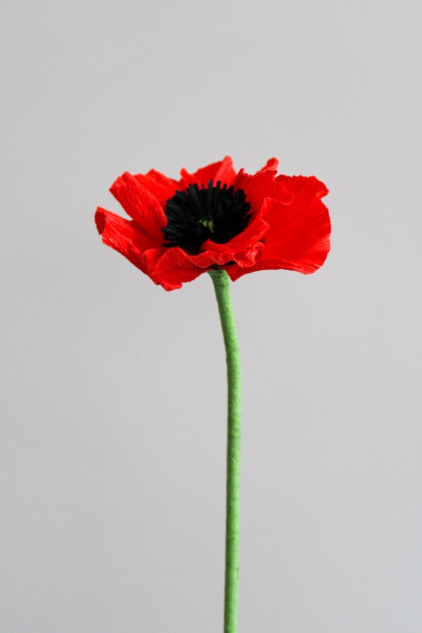 Coquelicot en papier sur un fond gris taupe.