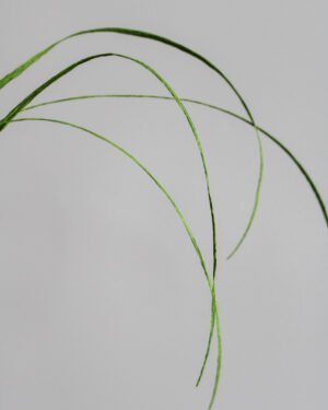 Feuille de flexigrass en papier sur un fond gris taupe.