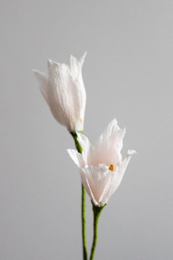 Tulipe Liberstar Deux tulipes liberstar en papier sur un fond gris taupe.