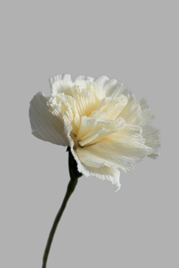 Zoom sur une fleur d’œillet spray crème.