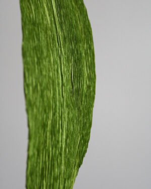 Zoom sur une feuille d’Aspidistra en papier