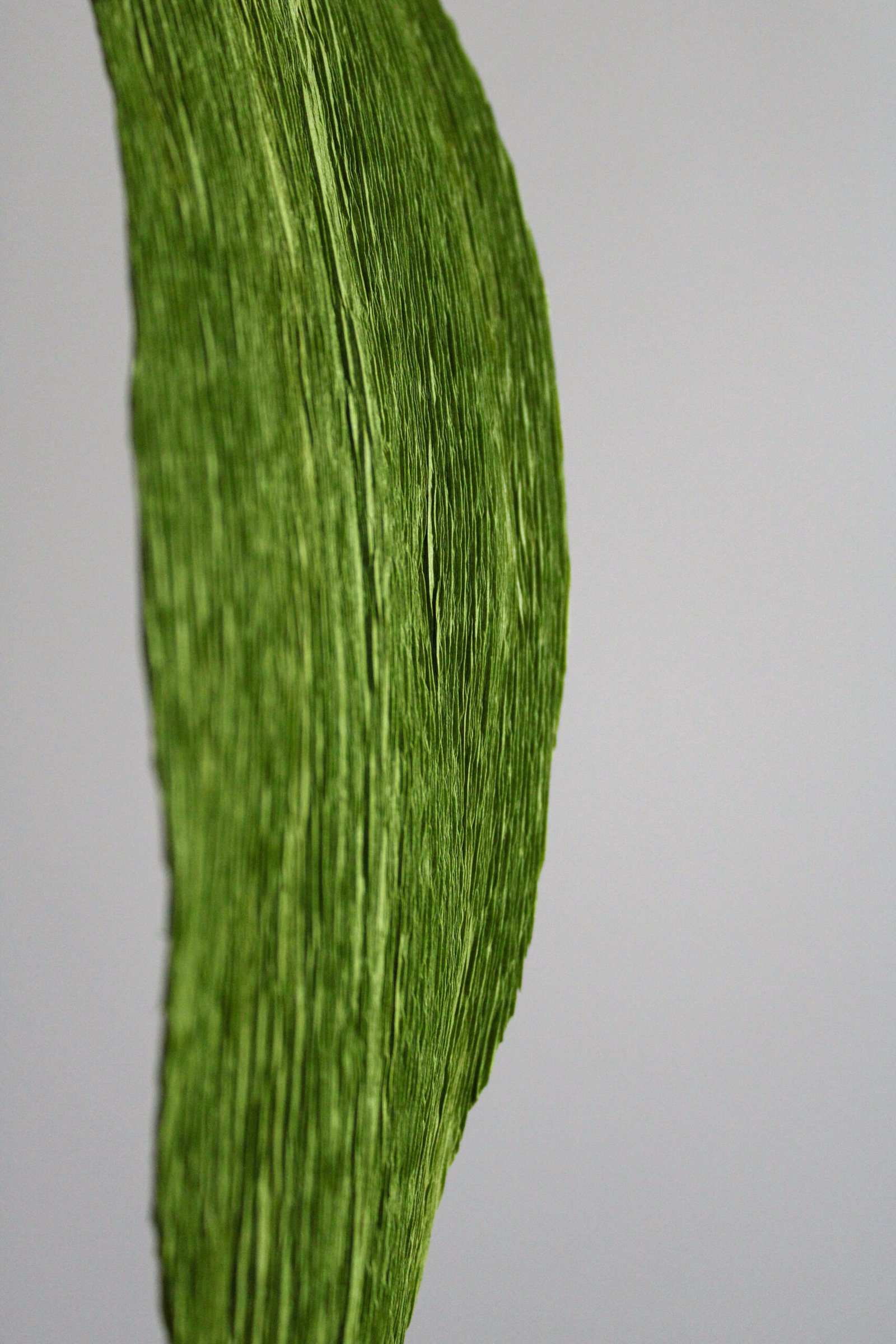 Zoom sur une feuille d’Aspidistra en papier