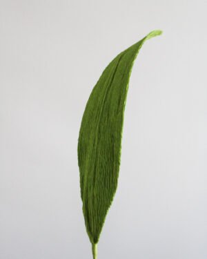 Feuille d’Aspidistra en papier