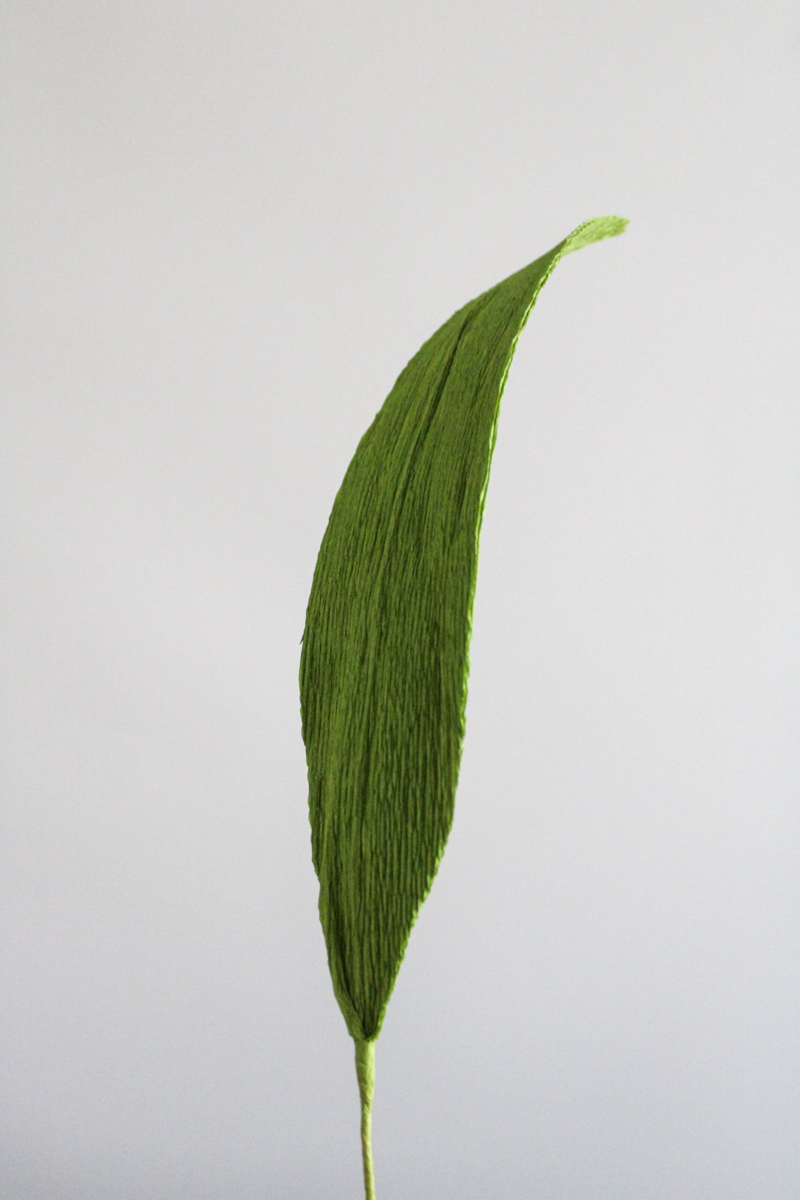 Feuille d’Aspidistra en papier