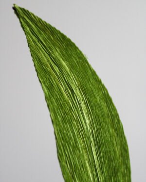 Zoom sur une feuille d’Aspidistra en papier