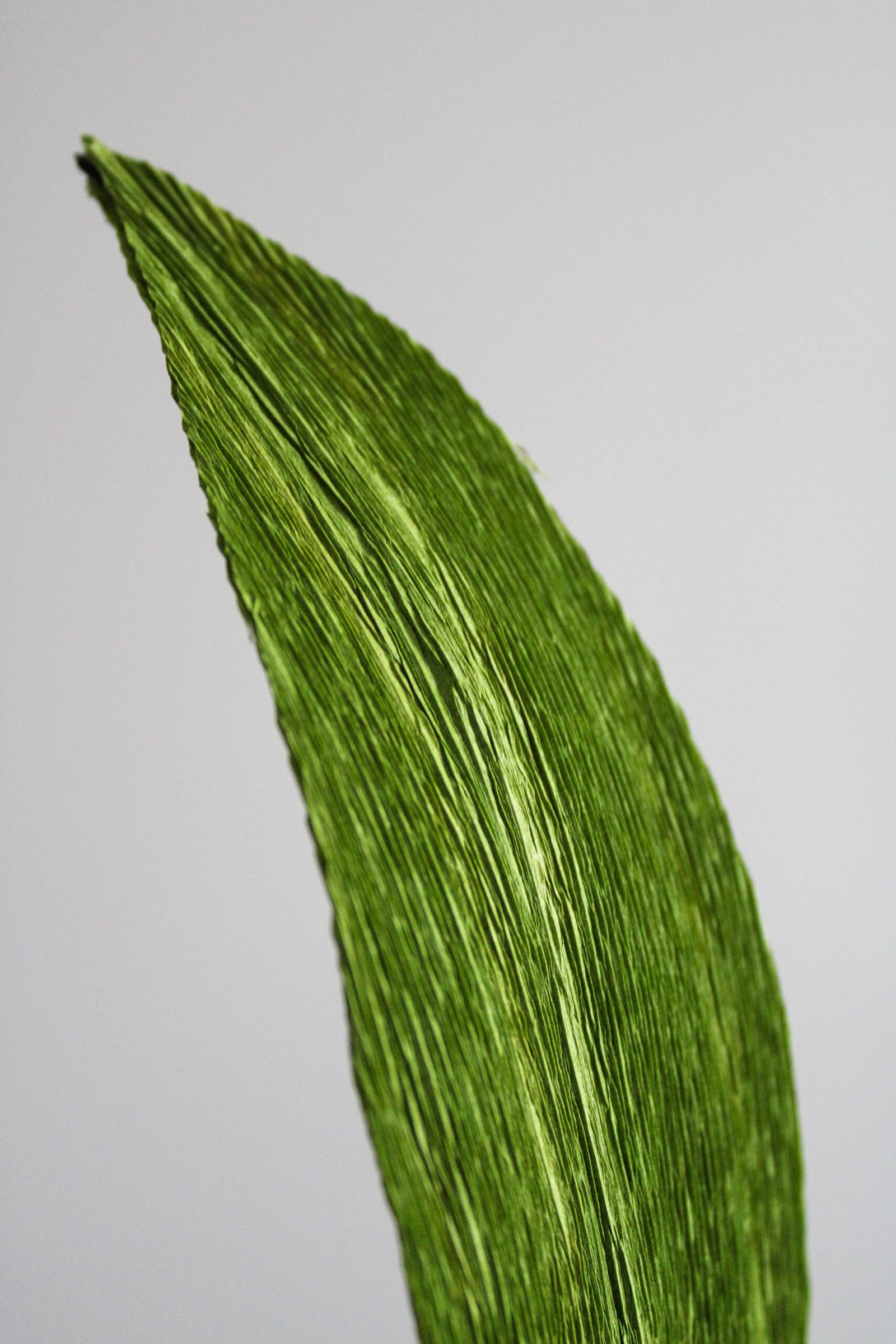 Zoom sur une feuille d’Aspidistra en papier