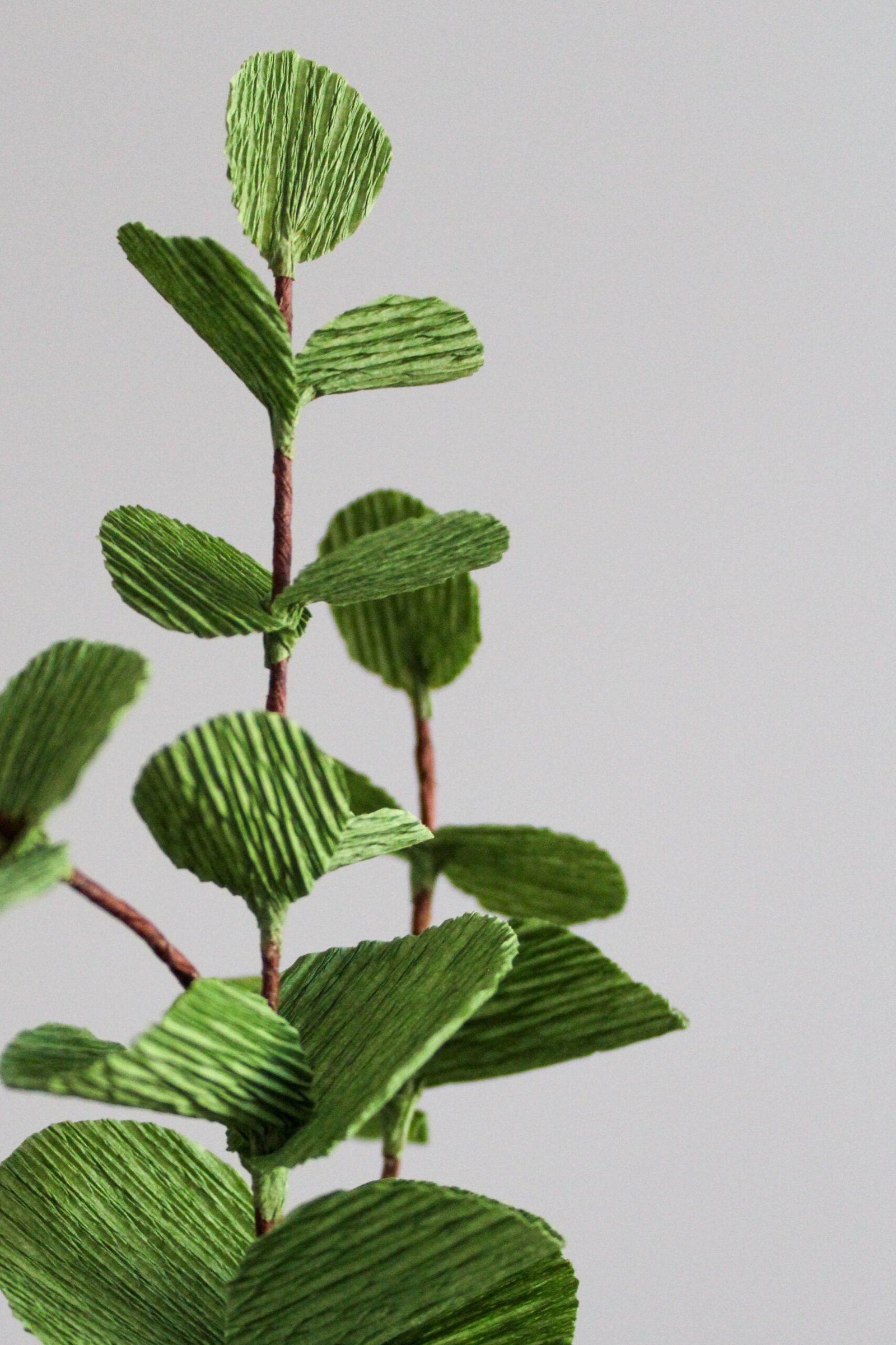 Zoom sur une branche d’Eucalyptus Cinerea en papier.