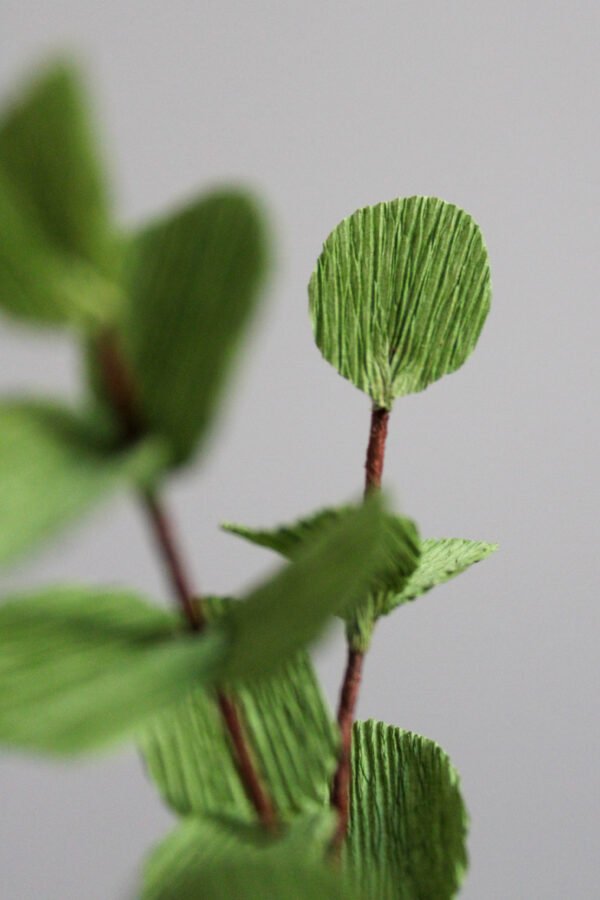 Eucalyptus Cinerea Zoom sur une branche d’Eucalyptus Cinerea en papier.