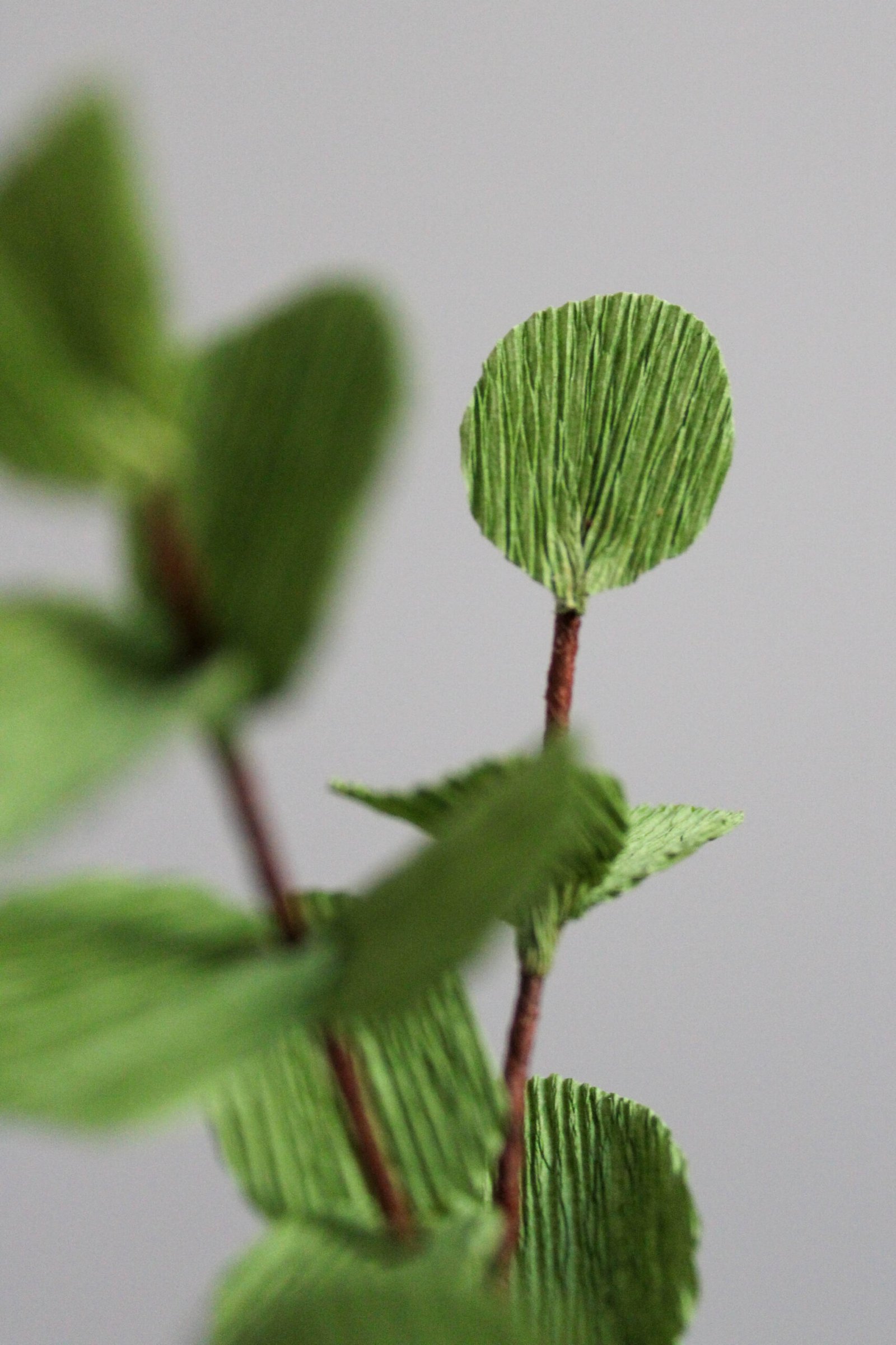 Zoom sur une branche d’Eucalyptus Cinerea en papier.