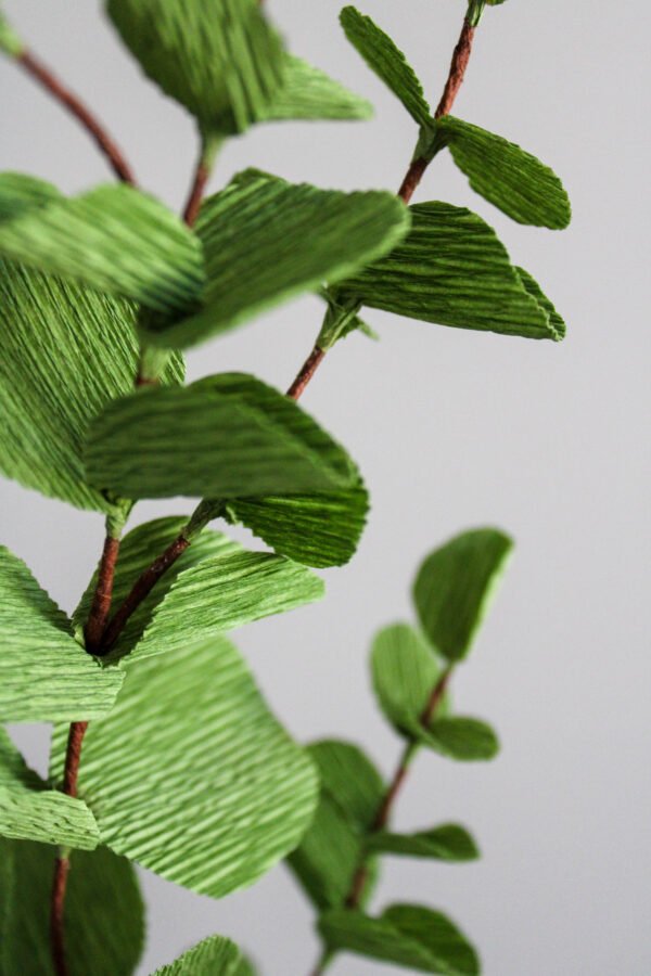 Eucalyptus Cinerea Zoom sur une branche d’Eucalyptus Cinerea en papier.