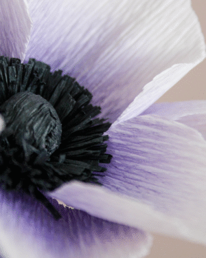 Zoom sur le cœur d’une Anémone couronnée en papier.