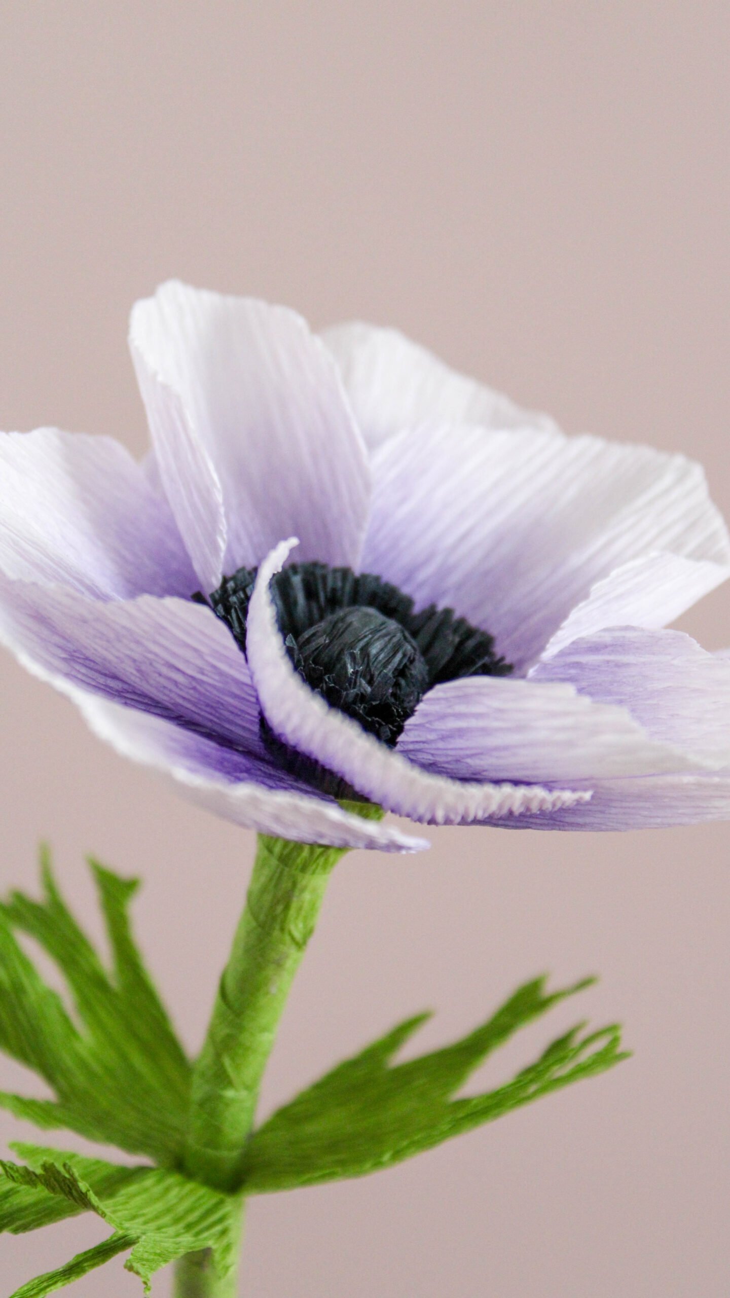 Zoom sur une Anémone couronnée en papier.