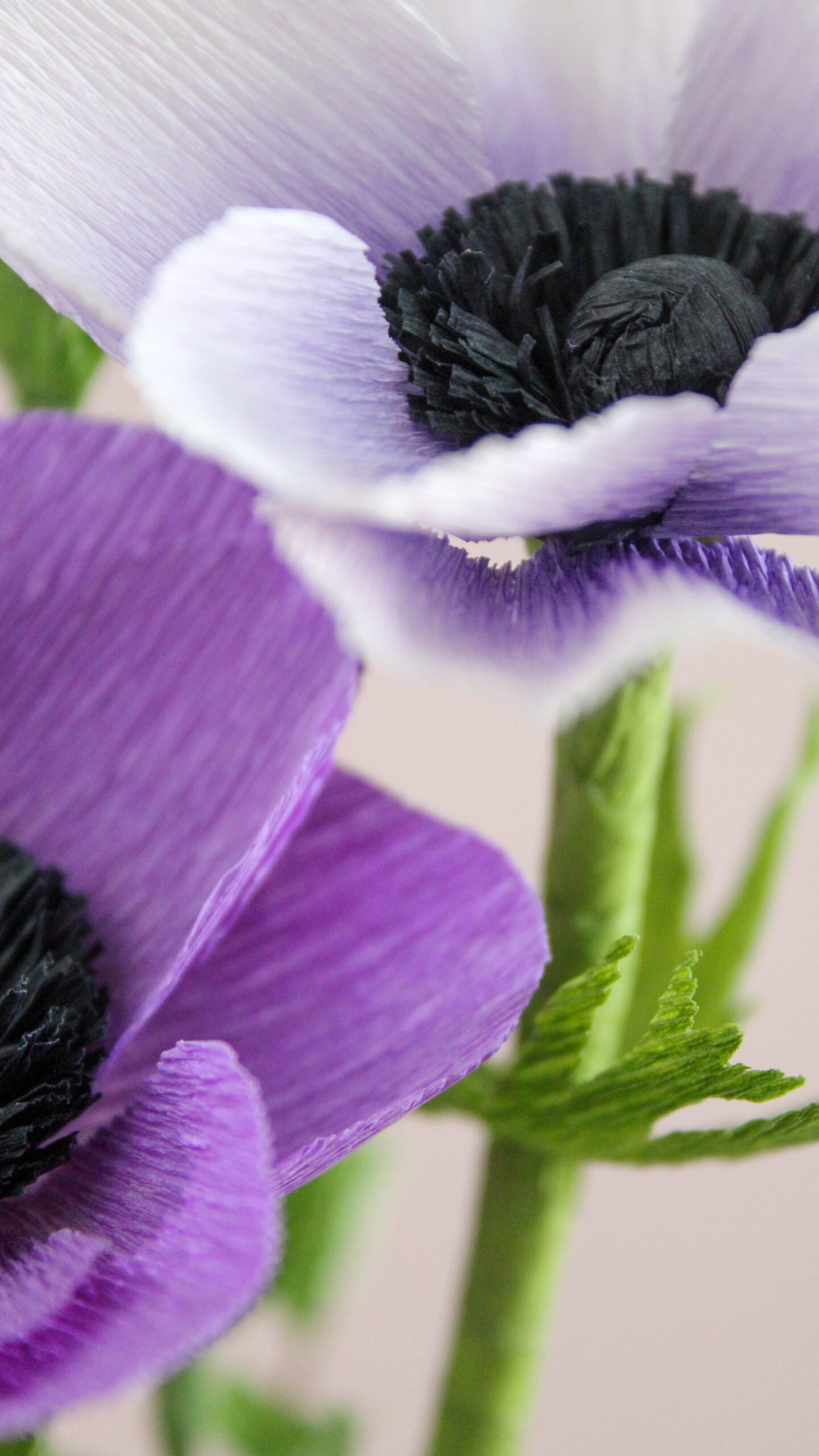 Zoom sur un ensemble de deux Anémones couronnées en papier.