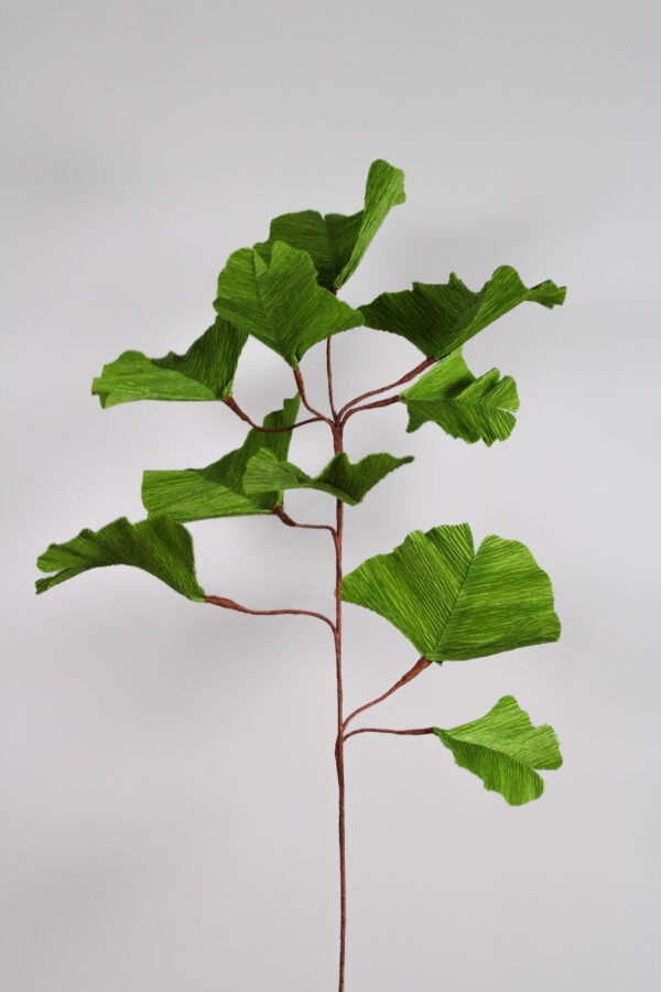 Ginkgo Biloba Ginkgo en papier