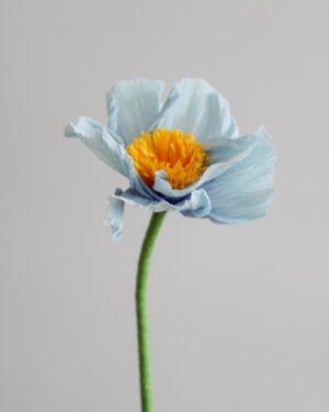 Fleurs et Feuillages en Papier Pavot d’Himalaya en papier bleu sur un fond gris taupe.