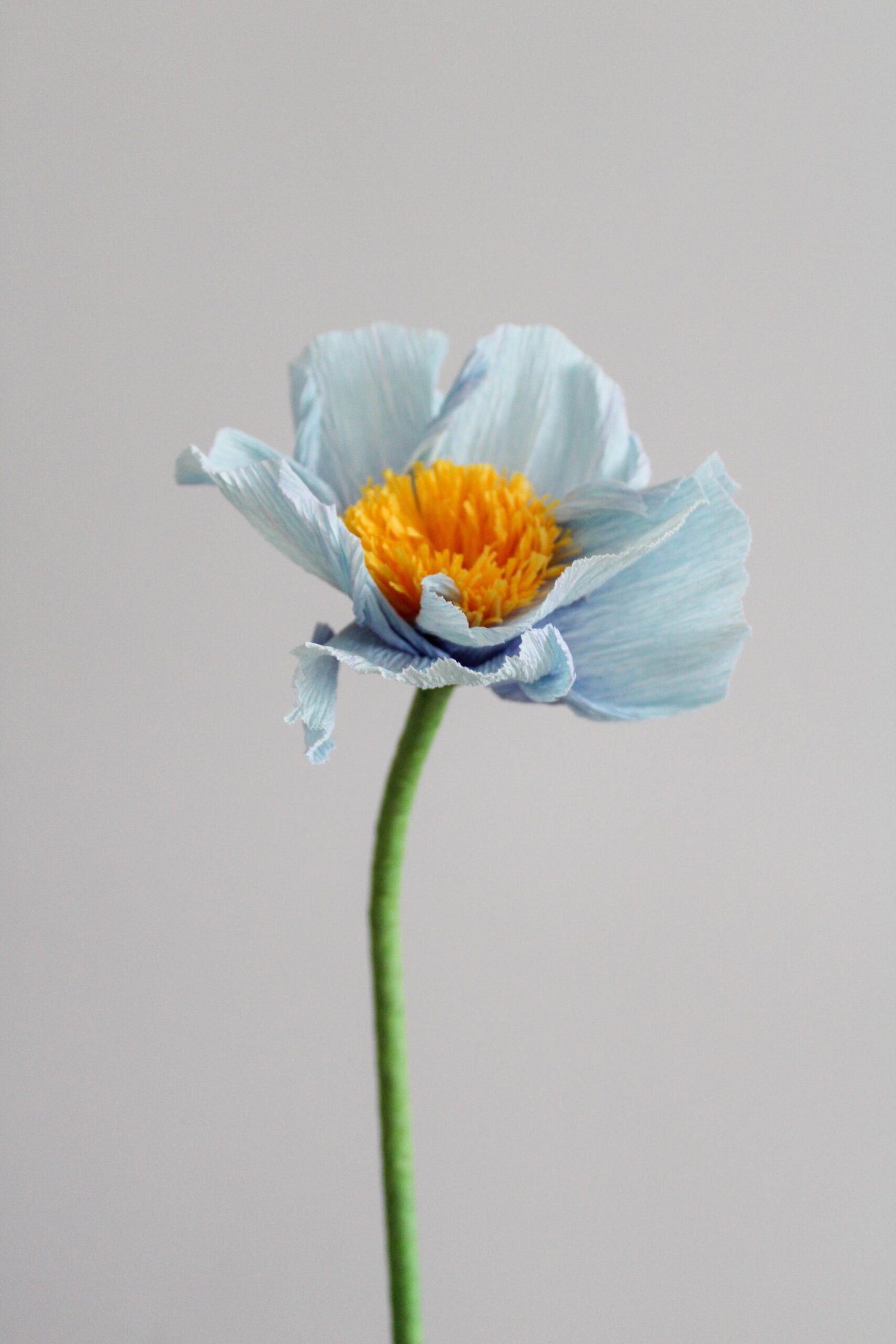 Pavot d’Himalaya en papier bleu sur un fond gris taupe.