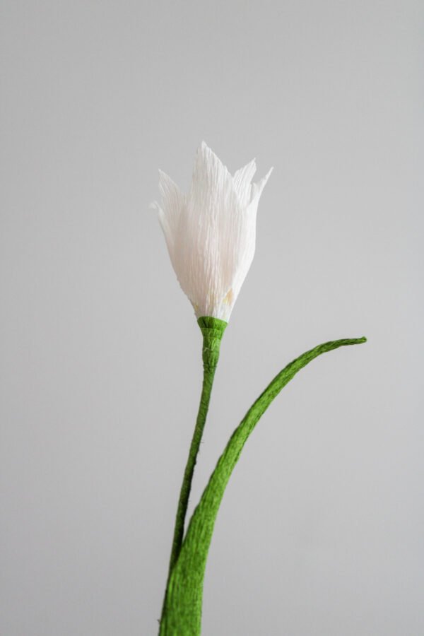 Tulipe Liberstar Tulipe liberstar en papier sur un fond gris taupe.