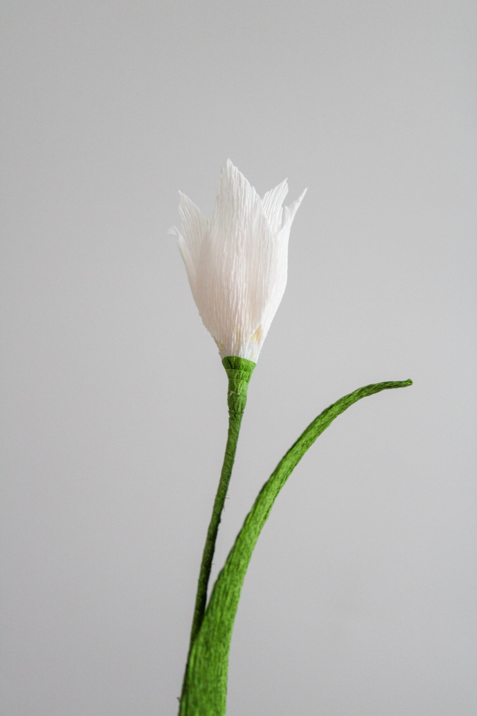 Tulipe liberstar en papier sur un fond gris taupe.