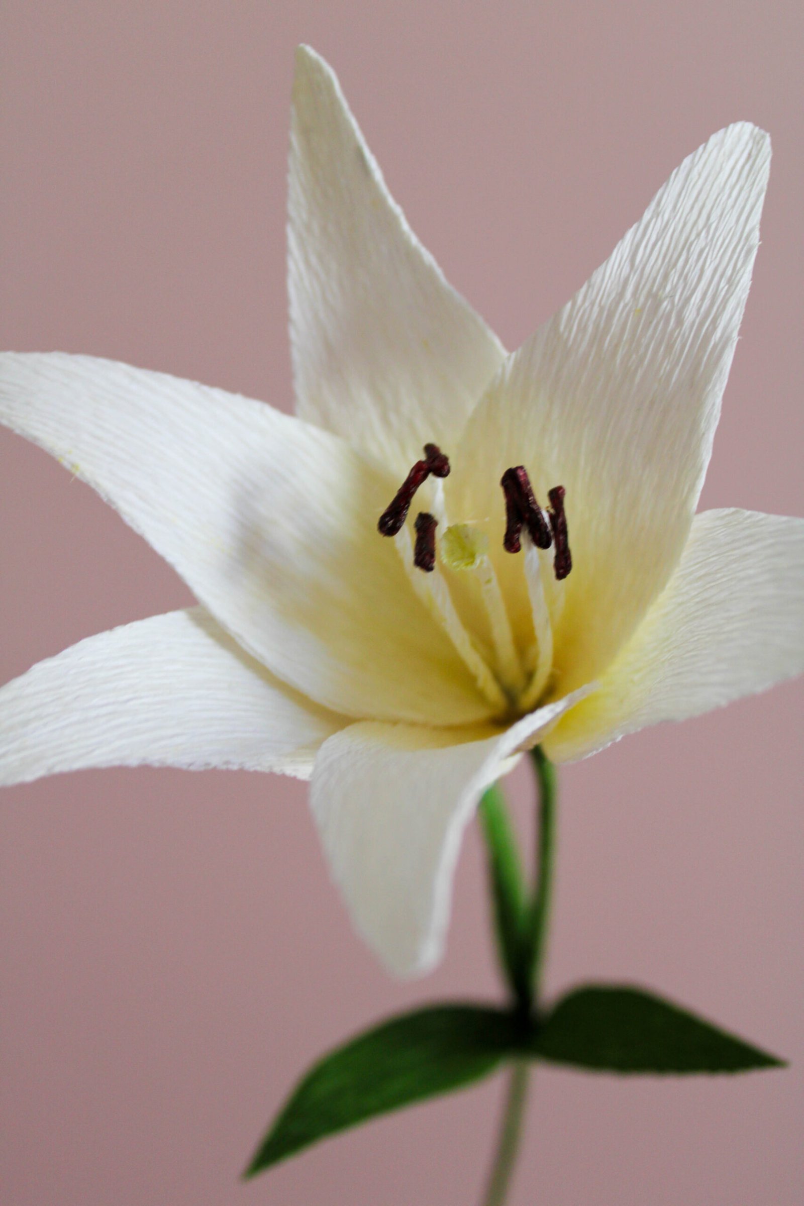 Zoom sur le cœur d’un lys blanc en papier
