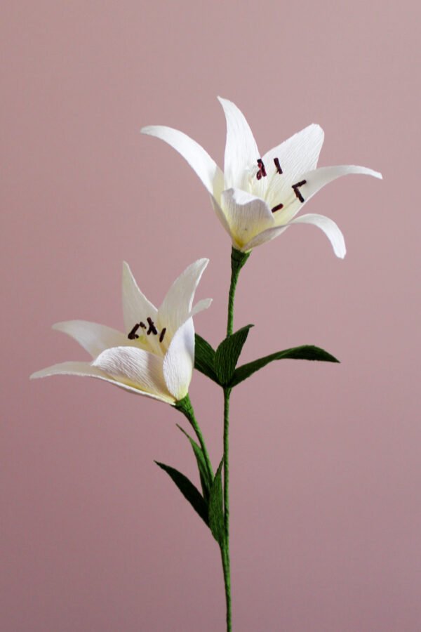 Lys d'Asie Deux lys blanc en papier sur un fond rose désaturé.