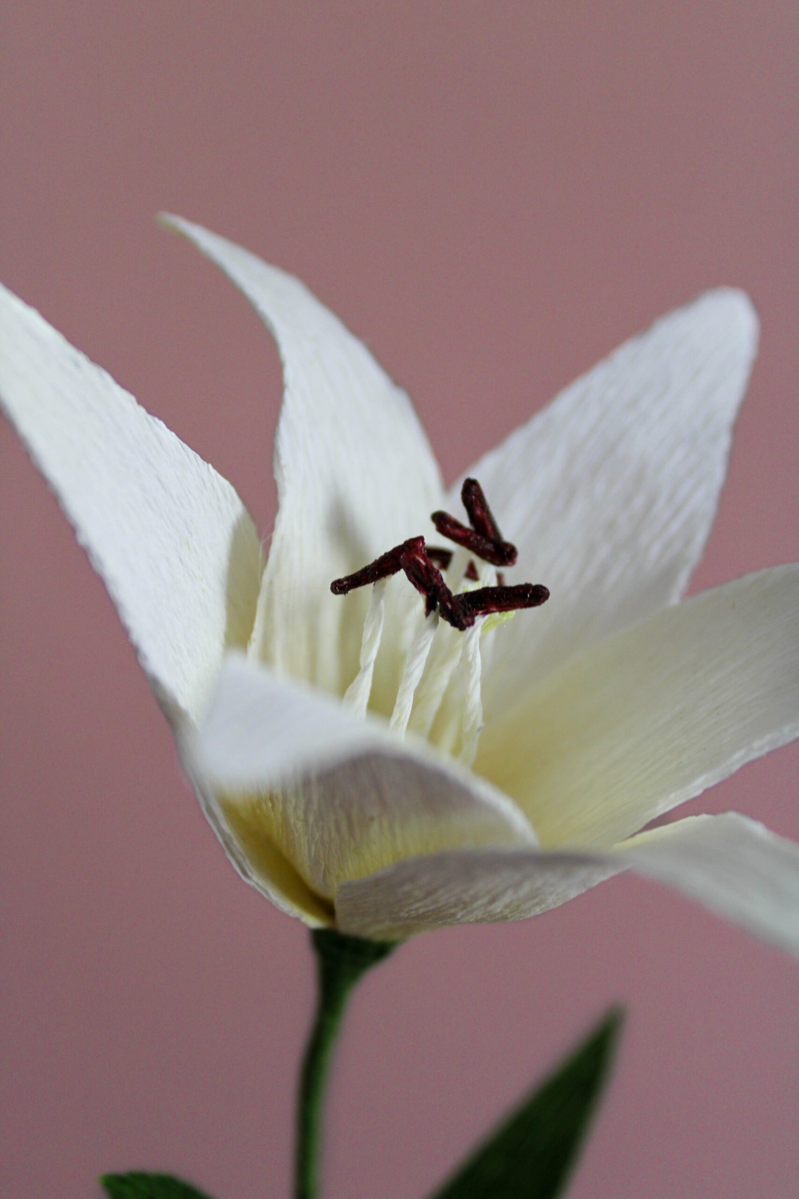 Zoom sur le cœur d’un lys blanc en papier