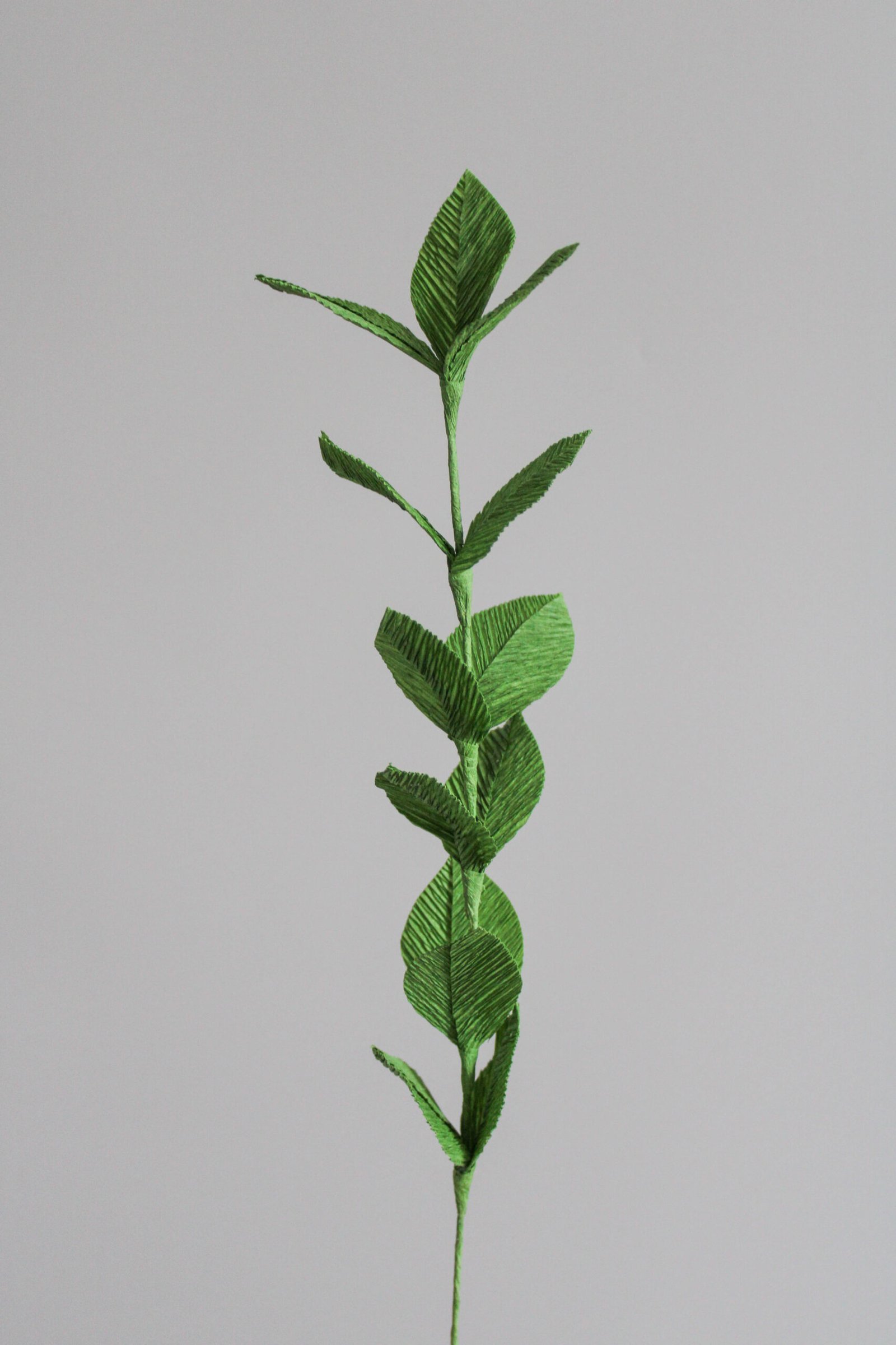 Branche de Ruscus en papier.