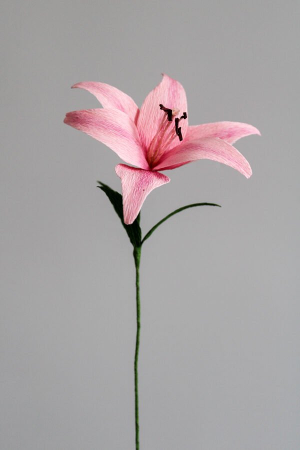 Lys d'Asie Lys rose en papier sur un fond gris taupe