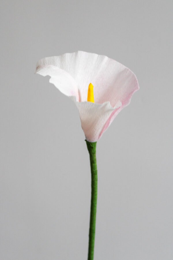 Arum en papier rose pâle sur un fond gris taupe