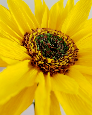 Zoom sur le coeur et les pétales d’un tournesol en papier