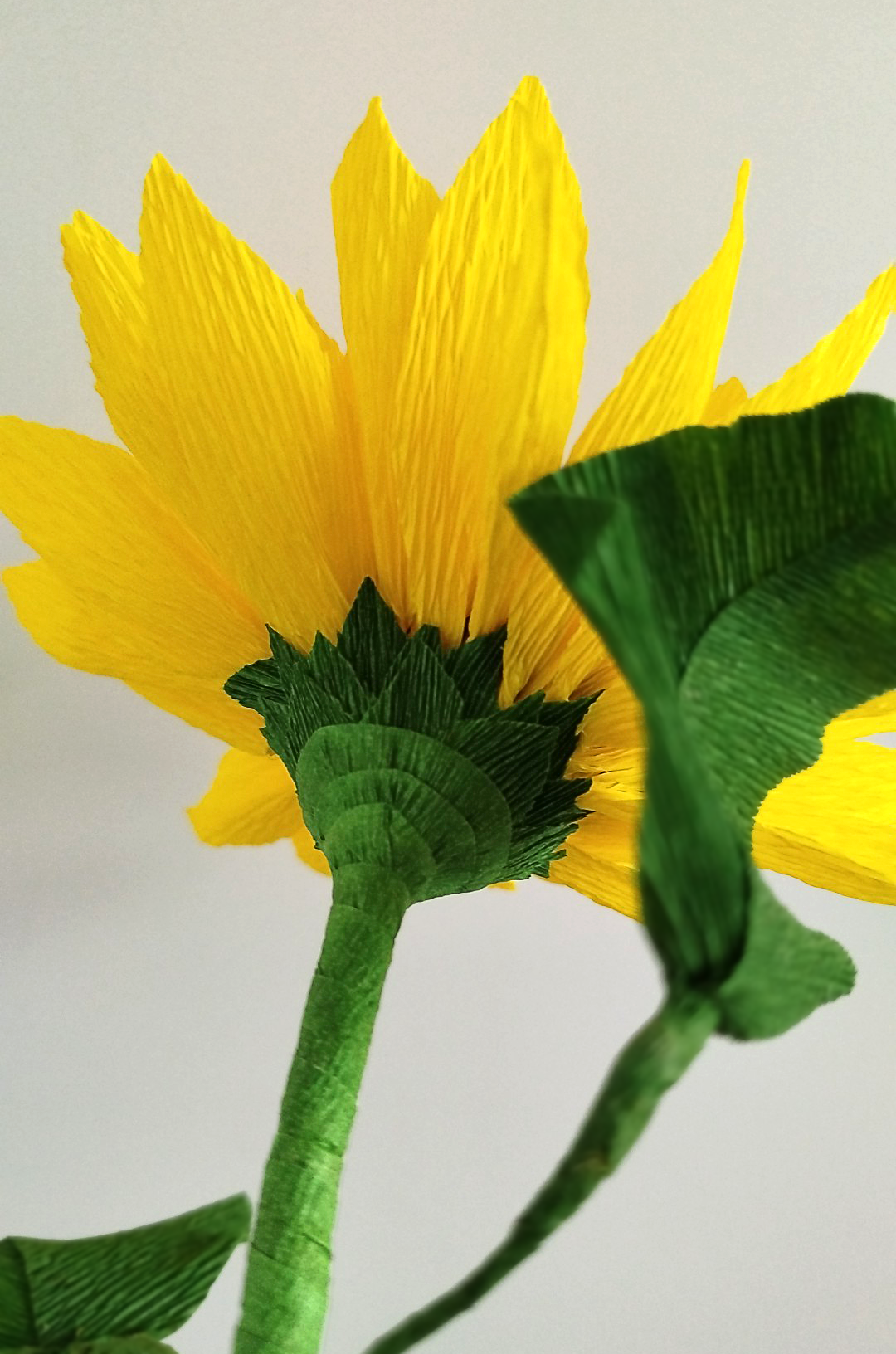 Zoom sur le sépales d’un tournesol en papier