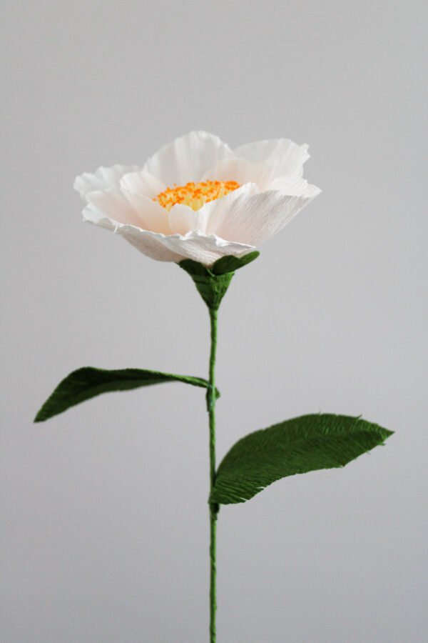 Camélia iris