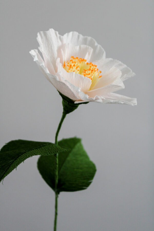 Camélia iris