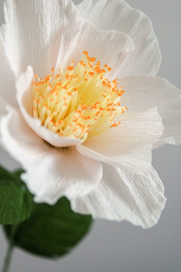 Camélia iris