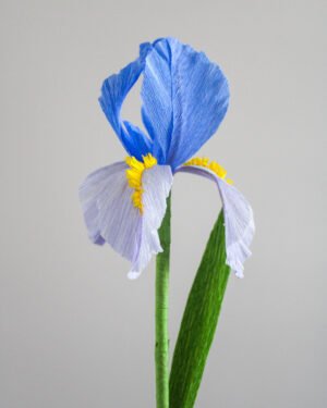 iris