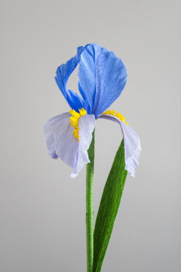 iris