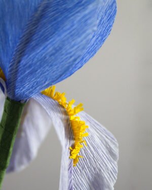 iris