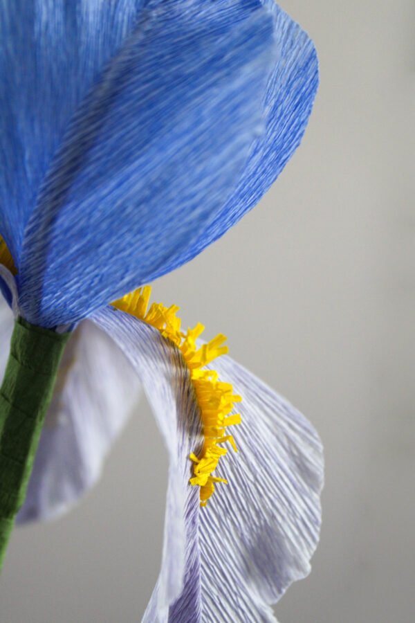 iris