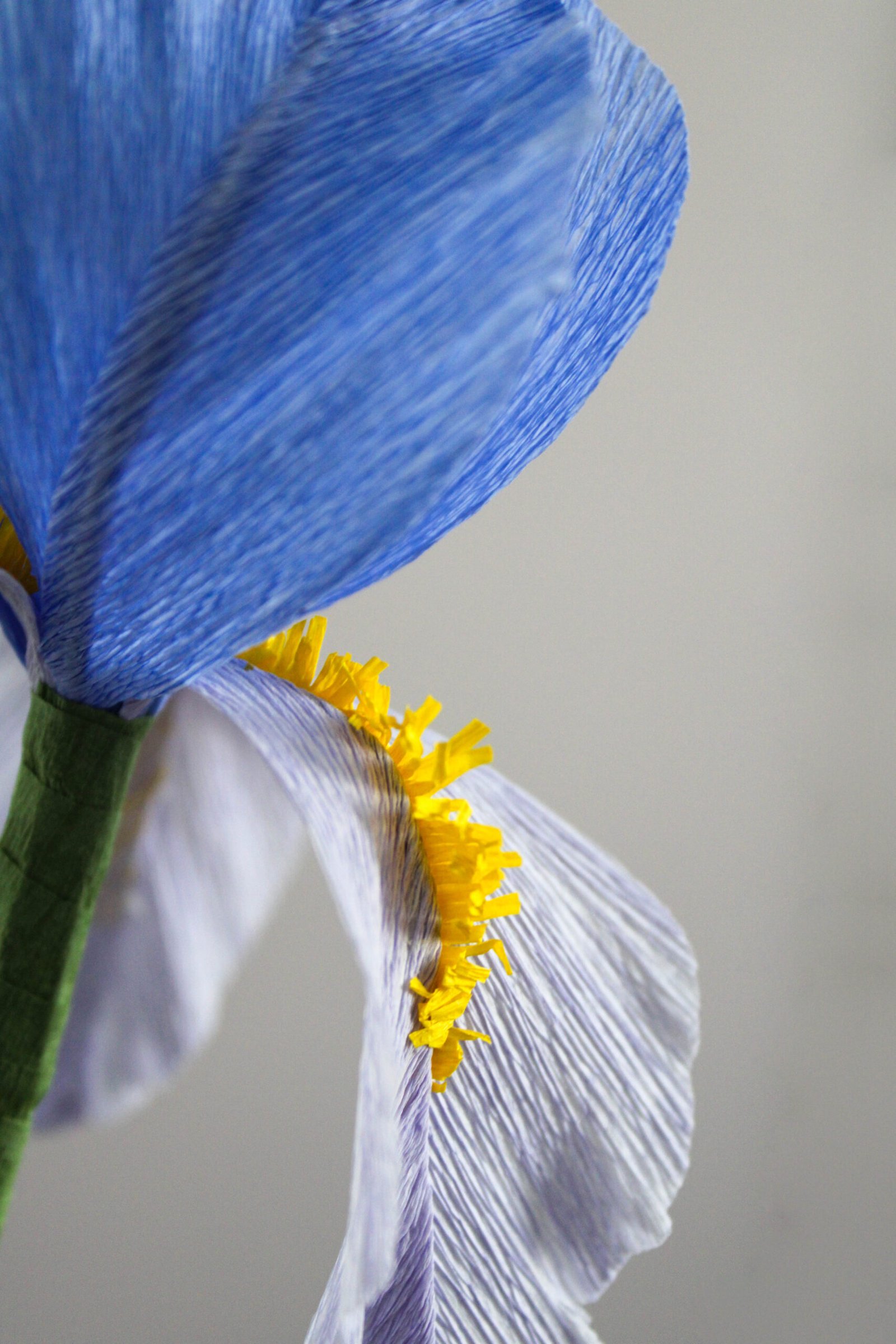 iris